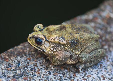 toad
