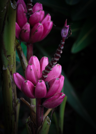 Banana Pinkの写真素材