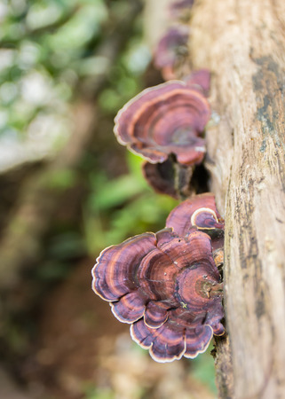 mushroom