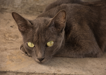 Brown catの写真素材