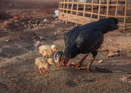 Hen,chicksの写真素材