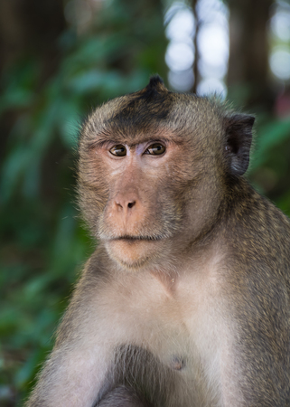 Monkey portraitの写真素材