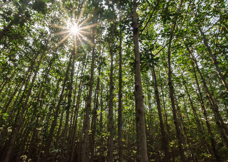 mangrove forestの写真素材