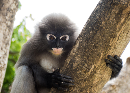 Lemur , Trachypithecus obscurus