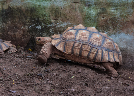 Turtles crawling in the natureの写真素材