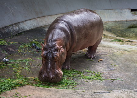 Hippopotamus