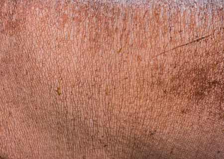 Hippopotamus skin for background