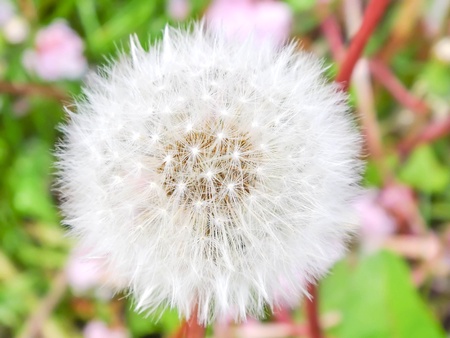 Fauna   Flora Arrow Flora Arrow Flower