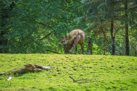 red deer in long grass against a background of treesの写真素材