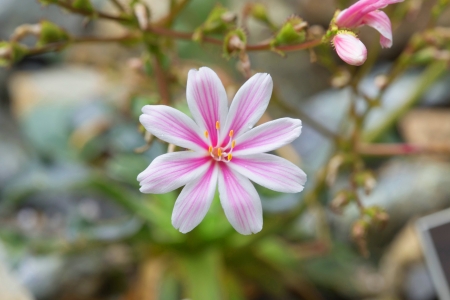 Pretty pink flowers ( siskiyou lewisia) in Springの写真素材