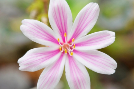 Pretty pink flowers ( siskiyou lewisia) in Springの写真素材