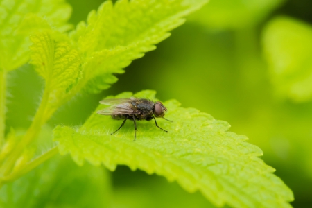 insect fly macro on leaf の写真素材
