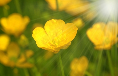 Soft-focus close-up of yellow flowersの写真素材