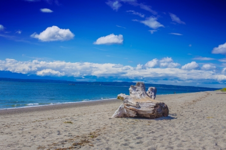 Driftwood on the beach  With sky blueの写真素材