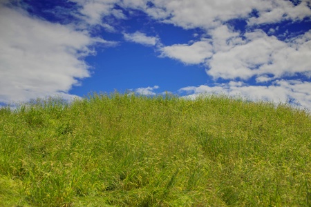 Green grass with blue sky