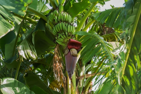 Banana tree with flower and green fruitsの写真素材
