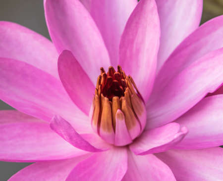 beautiful pink or lotus flowerの写真素材