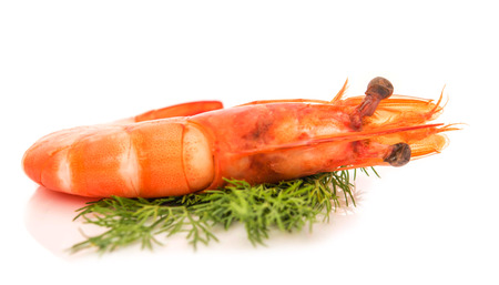 fresh shrimp isolated on a white backgroundの写真素材