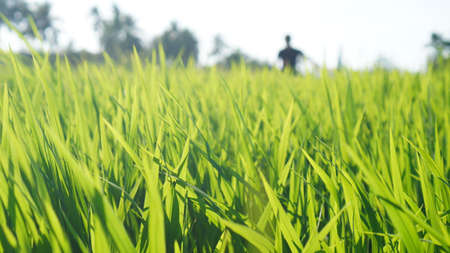 Paddy field green background landscapeのeditorial素材