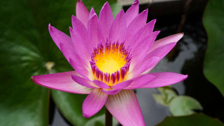 Lotus flowerのeditorial素材