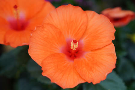 Red hibiscus in the gardenのeditorial素材