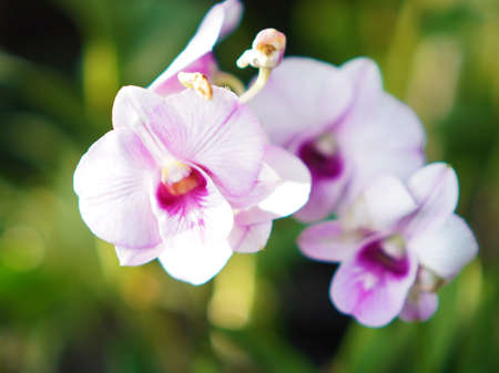 Light pink purple orchid flower in the green gardenのeditorial素材