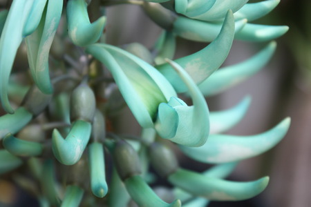 Jade vine flowerの写真素材