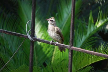 Brown Birdの写真素材