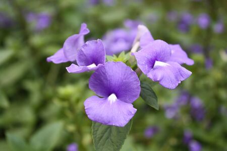 purple flowers in gardenの写真素材