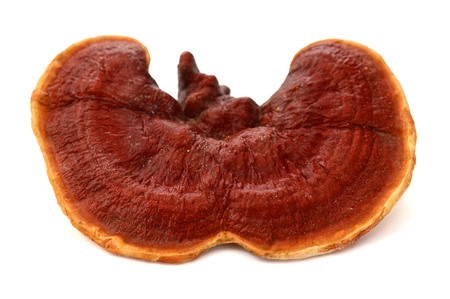 Ganoderma mushroom over white background