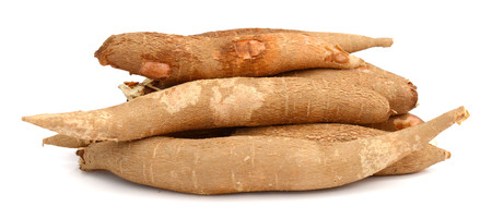 Cassava live on a white backgroundの写真素材