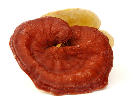 Lingzhi Mushroom Lucanum Ganoderma Isolated on white background. Chinese traditional medicine.