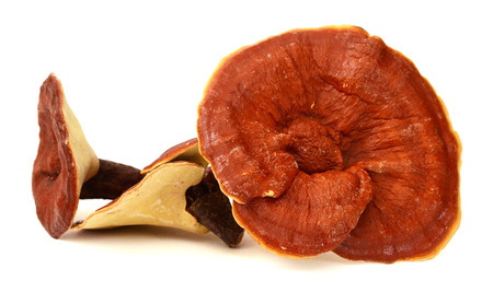 Lingzhi mushroom, Reishi mushroom isolate on white background