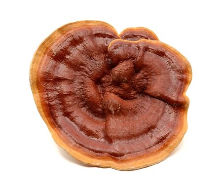 Red Ganoderma Lucidum isolated on white background