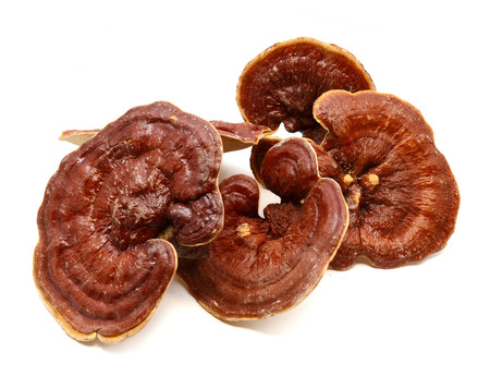 Ganoderma Lucidum Mushroom or Ling Zhi Mushrooms isoleted on white backgroundの写真素材
