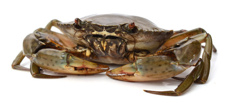 sea ??crab in isolated on white backgroundの写真素材