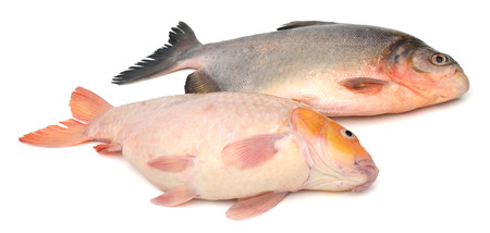 Fish carp