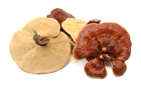 Ganoderma Lucidum - Ling Zhi Mushroom.