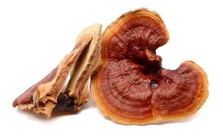 Red Ganoderma Lucidum isolated on white background