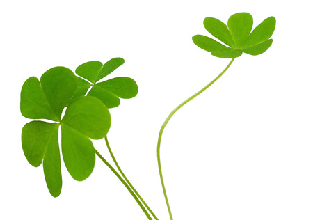 Clover plant macro shot, isolated on white background