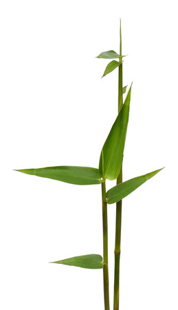 Organic Thai bamboo shoot on white background.の写真素材