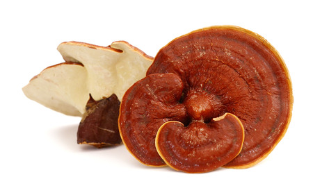 Lingzhi Mushroom Lucanum Ganoderma Isolated on white background