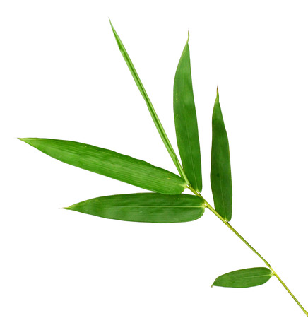 bamboo leaves isolated on white background, clipping path includedの写真素材