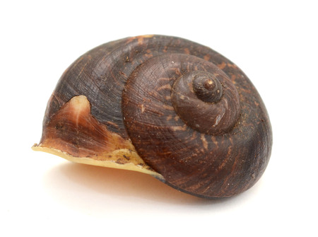 Garden snail on white background isolated