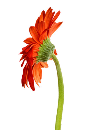 gerber flower isolated on white backgroundの写真素材