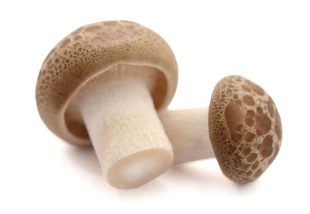 champignon mushrooms isolated on whiteの写真素材