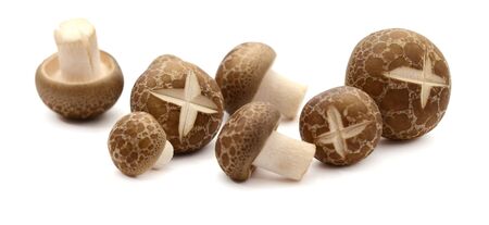 Brown beech mushrooms, Shimeji mushroom, Edible mushroomの写真素材