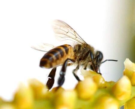 Bee isolated on the white