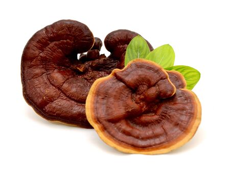 Red Ganoderma Lucidum isolated on white background