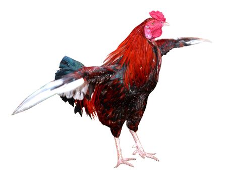 cocks and hens of different breed on white background, white isolateの写真素材